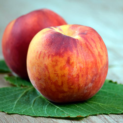 nectarina