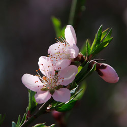 flor do pêssego